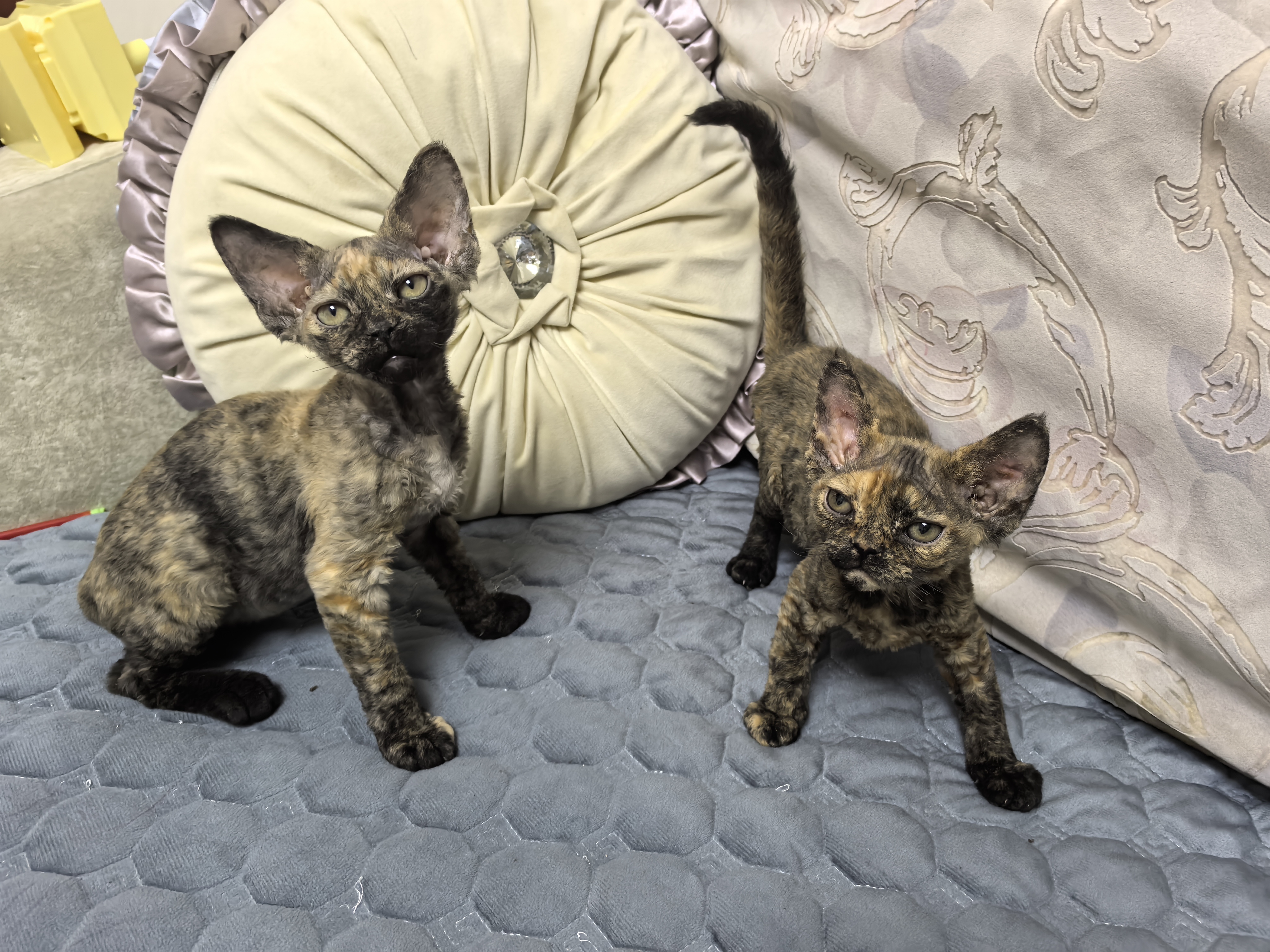 德文卷毛猫玳瑁色两只妹妹，标价全款！